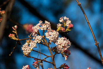 Koreanischer Duft-Schneeball (Viburnum farreri) mit Blüten und Knospen in pink 