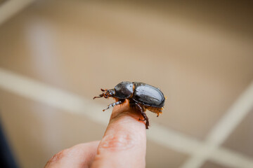 Escarabajo 8 