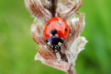 Fototapeta premium Seven-spotted ladybug - Coccinella septempunctata