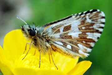 Large Grizzled skipper - (Pyrgus alveus)