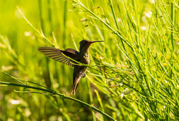 bird on the grass