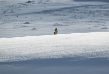 Coyote on winter hilltop