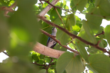 Pájaro en las ramas de un árbol