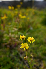 close-up of small yellow plant blooming in the field. glebionis segetum. small flowers in close-up detail. daisy species blooming in spring.