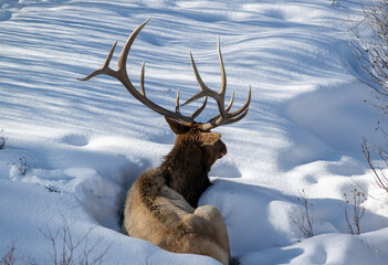 Bull Elk in winter