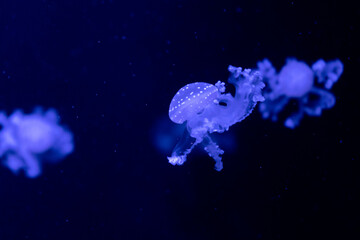 Naklejka na ściany i meble Sea and ocean jellyfish swim in the water close-up. Illumination and bioluminescence in different colors in the dark. Exotic and rare jellyfish in the aquarium.