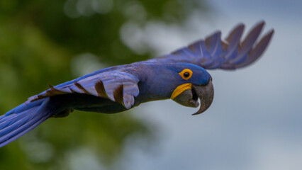 blue and yellow macaw ara © Ricardo