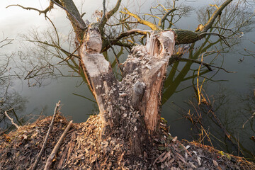 Bitten and fallen willow trunk by a beaver by the water.