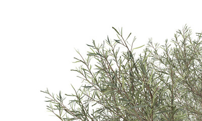 tree branches and leaves