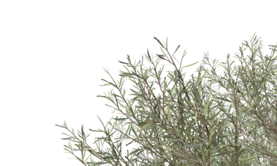 tree branches and leaves