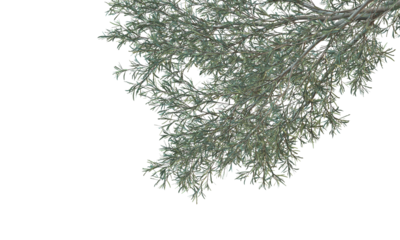 tree branches and leaves