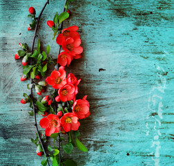 Fototapeta na wymiar blossom flowers over rustick wooden background
