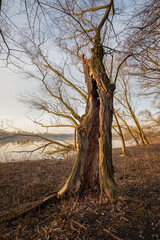 Old hollowed out willow trunk in nature.