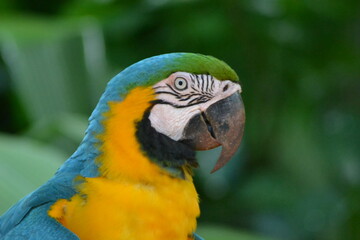 blue and yellow macaw