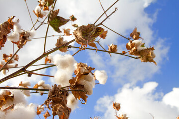 Cotton field, ready for harvesting with cloudy sky at the background