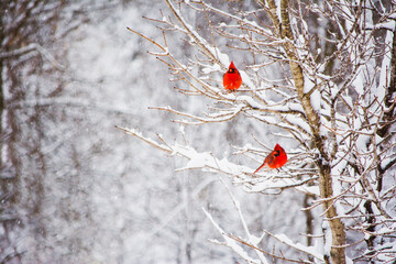 Male Cardinal birds sitting in a snow covered tree - obrazy, fototapety, plakaty