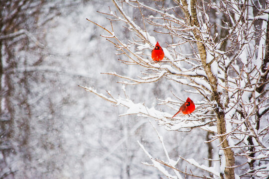 Male Cardinal birds sitting in a snow covered tree
