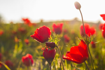 Obraz premium close up view of blooming red Anemone Coronaria flowers field in Israel
