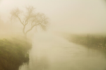 Outlines of tree over a bank of a river in heavy foggy morning. Silhouette of tree in fog