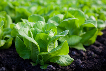 bok-choy vegetable grow using hydroponic method in the garden. baby pak choi in park. Bok choy - also known as pak choi, Chinese cabbage - growing in Brassica patch of parkland bed in soil