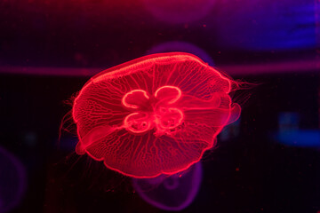 Sea and ocean jellyfish swim in the water close-up. Illumination and bioluminescence in different...