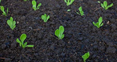bok-choy vegetable grow using hydroponic method in the garden. baby pak choi in park. Bok choy - also known as pak choi, Chinese cabbage - growing in Brassica patch of parkland bed in soil