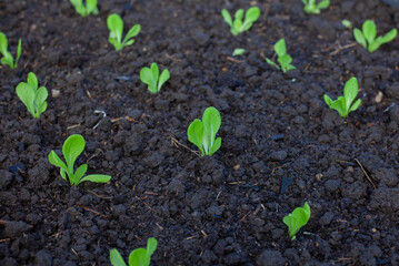 bok-choy vegetable grow using hydroponic method in the garden. baby pak choi in park. Bok choy - also known as pak choi, Chinese cabbage - growing in Brassica patch of parkland bed in soil