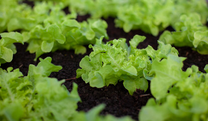 bok-choy vegetable grow using hydroponic method in the garden. baby pak choi in park. Bok choy - also known as pak choi, Chinese cabbage - growing in Brassica patch of parkland bed in soil