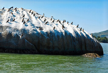 birds and rock erosion in the sea