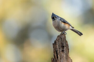 Tufted Titmouse Perched