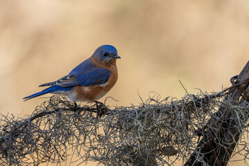 Eastern bluebird (Sialia sialis) Perched on Tree Branch with Spanish Moss