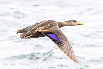 A Mottled Duck in flight over the Richelieu River in Canada. © santinovchphoto.com