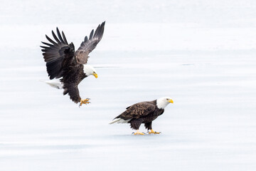 Bald Eagle's couple, on the ice of the Richelieu River.