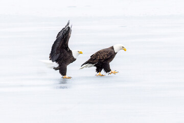 Bald Eagle's couple, on the ice of the Richelieu River.