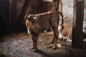 Fototapeta Close up view of newborn calf suckling mothers milk from udder teat at cattle farm.newborn calf obraz