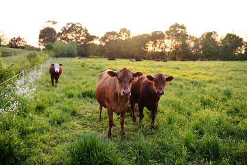 Brown Cows in a Green Pasture in Golden Evening Light - obrazy, fototapety, plakaty