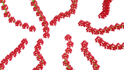 Red flowers on a white background. Ideal for postcards, for the background of videos, for the background of any project related to the theme - flowers