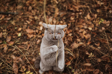Naklejka na ściany i meble British shorthair kitten play in the garden at autumn