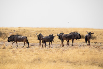 Herd of wildebeest in Etosha National Park in Namibia, Africa