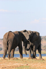 Elephants fighting on the banks of the Zambezi River in Chobe National Park in Botswana, Africa