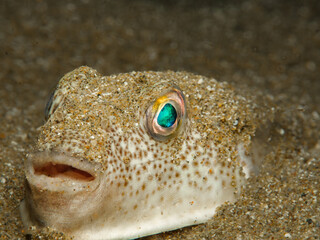 Yellowspotted pufferfish - Torquigener flavimaculatus from Cyprus © Sakis Lazarides