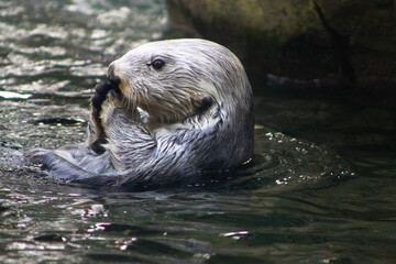 Naklejka premium A sea otter swimming in Monterey Bay, California in the United States