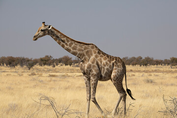 Naklejka na ściany i meble A giraffe in Etosha National Park in Namibia, Africa