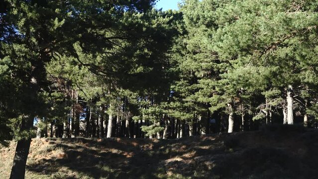 Bosque