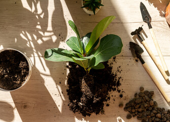 Green seedlings in pots, potting plants at home. Indoor garden, house plants. Ficus, fern,...
