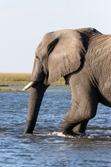 Elephant crossing the Zambezi River in Chobe National Park in Botswana, Africa