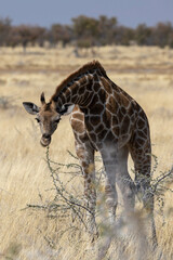 Obraz na płótnie Canvas A baby giraffe in Etosha National Park in Namibia, Africa