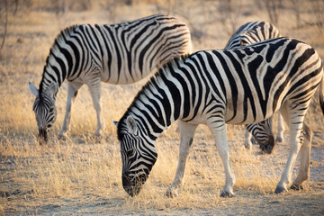 Fototapeta na wymiar Zebras eating grass in Etosha National Park in Namibia, Africa on safari