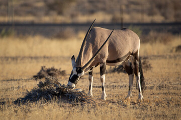 An oryx grazing outside Sossusvlei in Namibia, Africa