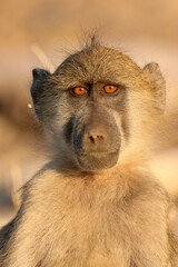 A close-up of a baboon in Chobe National Park in Botswana, Africa on safari